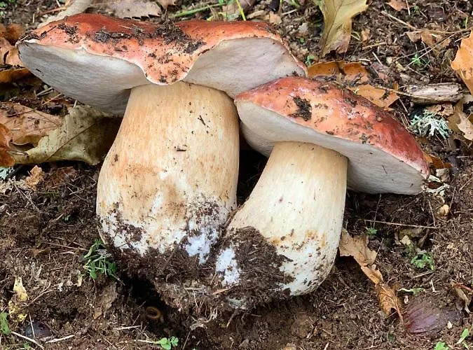 Apimonte Casa Do Pascoal - Pn Montesinho ブラガンサ