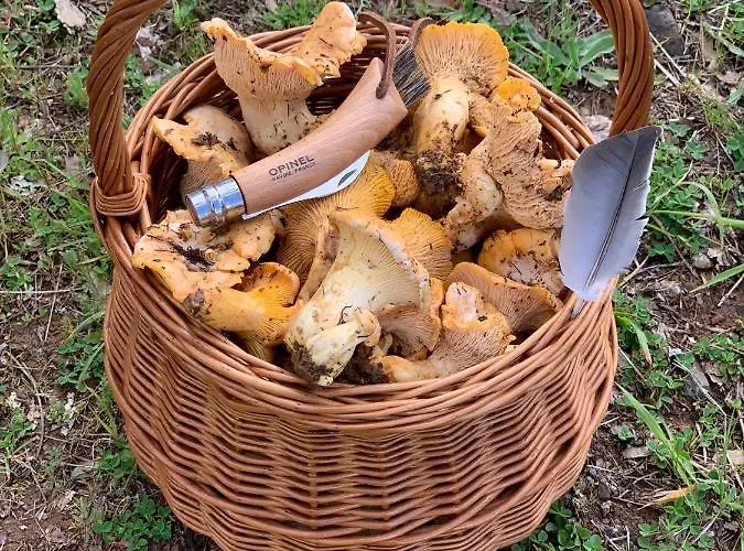 Apimonte Casa Do Pascoal - Pn Montesinho Tatil Evi